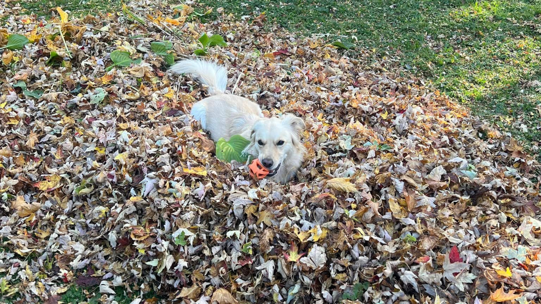 When Love Runs Loose: On Attachment, Safety, and the Dogs Who Taught Me About Letting Go